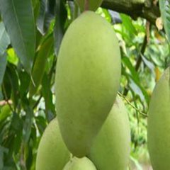 Fresh Mango Elephant