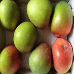 Fresh MANGO R2E2