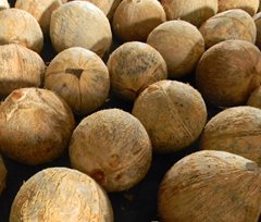 Brown Coconut