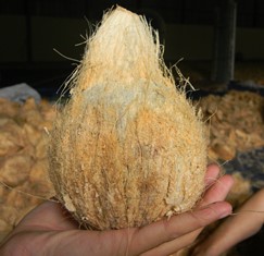 Semi-husked coconut